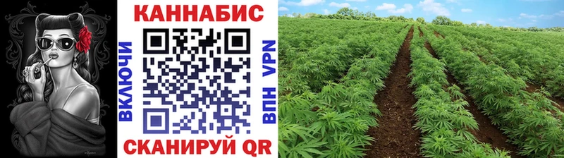 Шишки марихуана планчик  Нерюнгри 